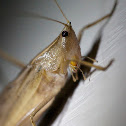 Round-tipped Conehead Katydid
