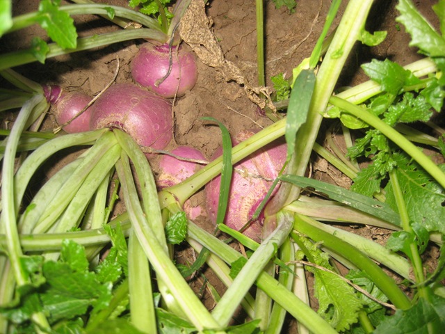 [turnips[2].jpg]