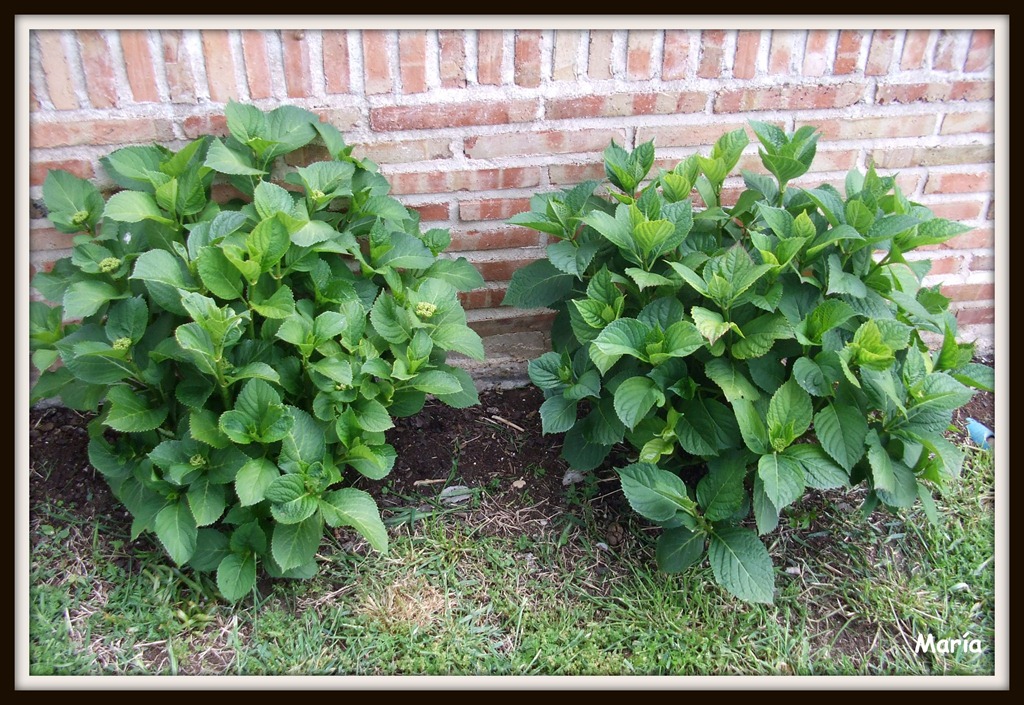 [Muguet 2011-2[4].jpg]