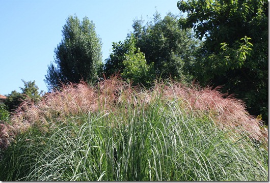 Miscanthus Giganteus