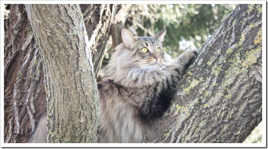 кот на дереве