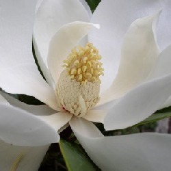 [Magnolia grandiflora 'Francois Treyves'[3].jpg]