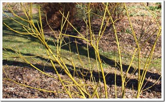 Cornus stolonifera