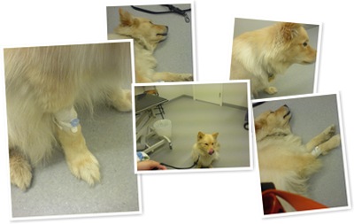 Visa Veterinären