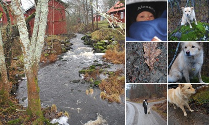 Visa promenad o träning ella