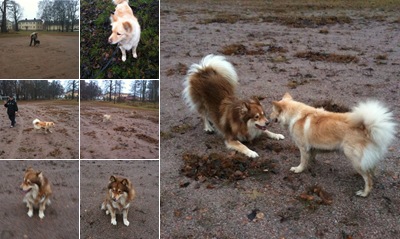 Visa Bilder hund träning