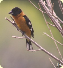 IMG_1418 IMG_1418