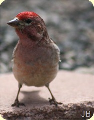 IMG_1429 IMG_1429