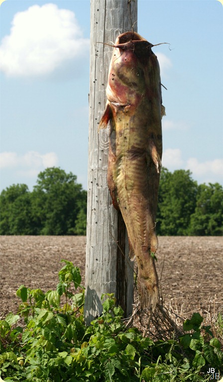IMG_3545 IMG_3545