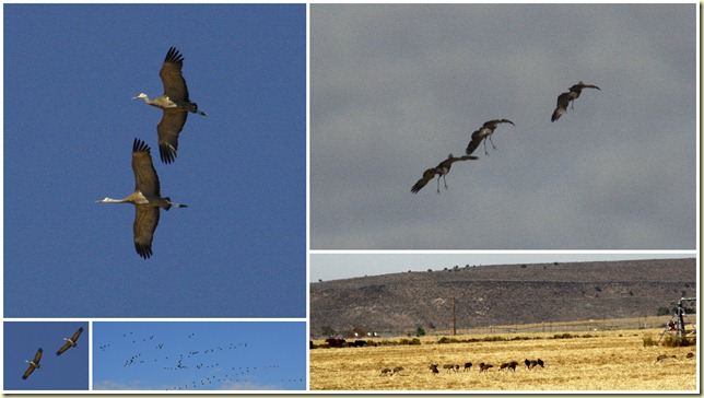 51 Malheur NWR, Oregon4