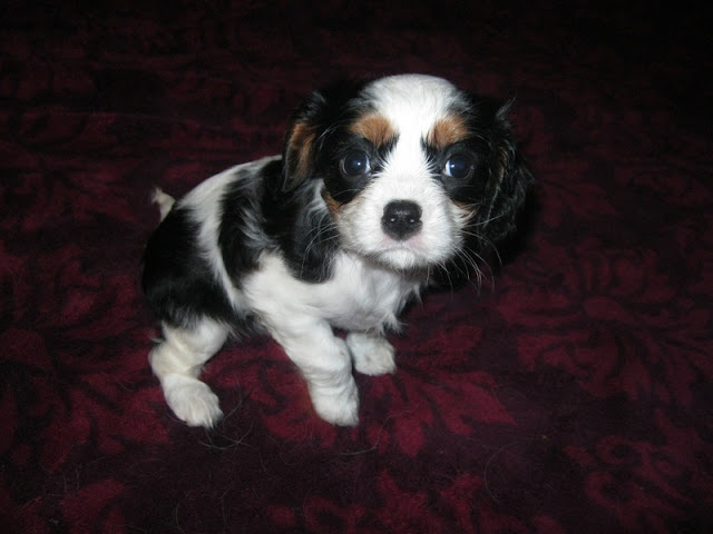 Cavalier King Charles Puppies for sale