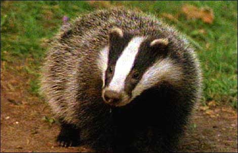 [badger_close470_470x3032.jpg]