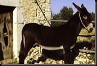 ASNAL BALEAR