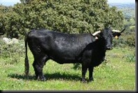 MORUCHA NEGRA
