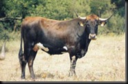 PAJUNA