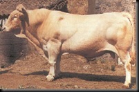 BOVINA PALMERA