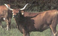 [CACHENA[1].jpg]