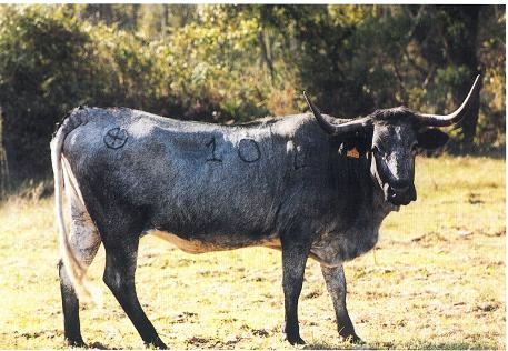 [CARDENAANDALUZA2.jpg]