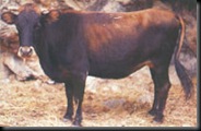 MALLORQUINA