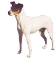 [razaRatoneroBodegueroAndaluz2.jpg]