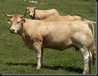 PIRENAICA
