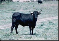 SERRANA NEGRA