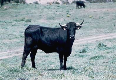 [SERRANANEGRA2.jpg]