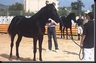 Mallorquin1