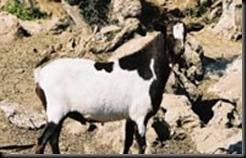 CabraIbicenca