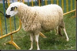 montesina1