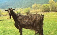 [guadarrama13.jpg]