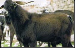 negra serrana 1
