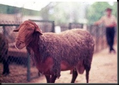 guirra2