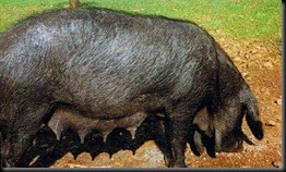 negromallorquin2