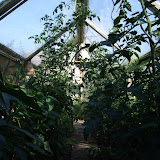 Garden 2009