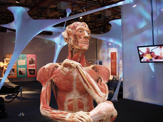 [bodyworlds[5].jpg]