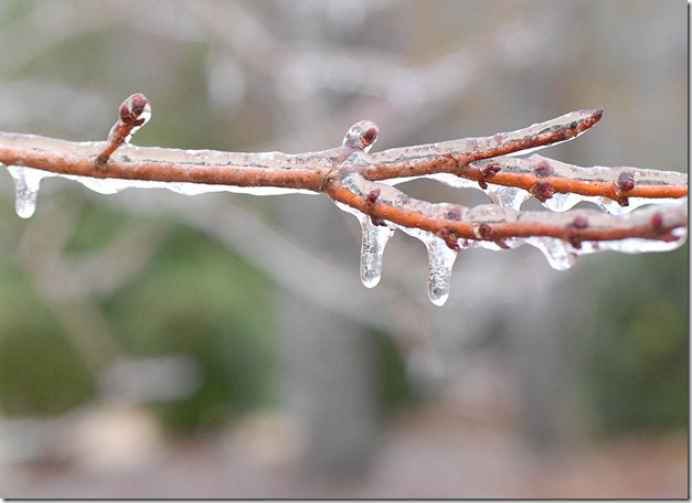 ice on tree limb