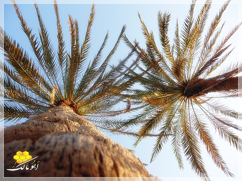 سندريلا اليمن بعدسة أبو مالك ط§ظ„ط®%D