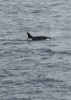 ORCA (Orcinus orca)