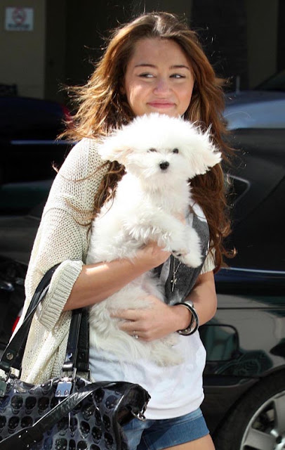 03-01-09 Burbank, CA Actress/singer Miley Cyrus and her dog arriving at the Walt Disney Studios in Burbank for a meeting... Non-Exclusive Pix by Flynet ©2009 818-307-4813 Nicolas 323-974-6007 Jay 310-466-8617 Scott