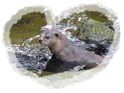 9 Otter