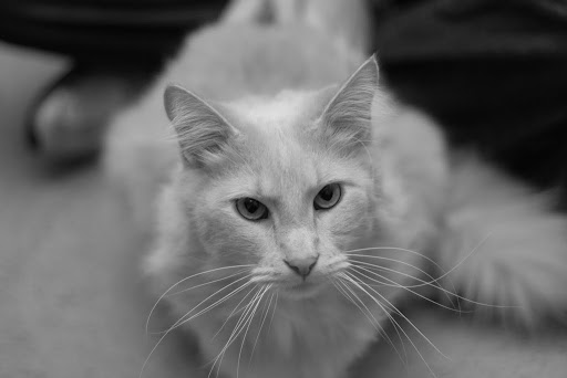 IMAGE: http://lh4.ggpht.com/__4dN6-aaTZc/S34M6uhnVXI/AAAAAAAAGqU/u43vYY82klY/IMG_2426.JPG