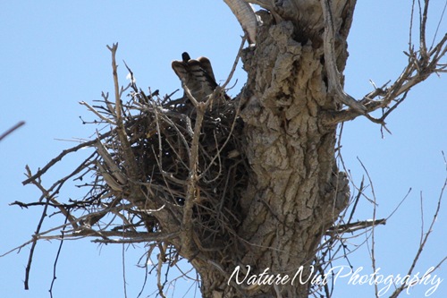 Hawk on nest