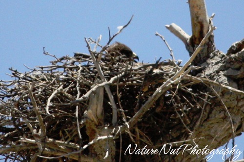 Hawk Nest1