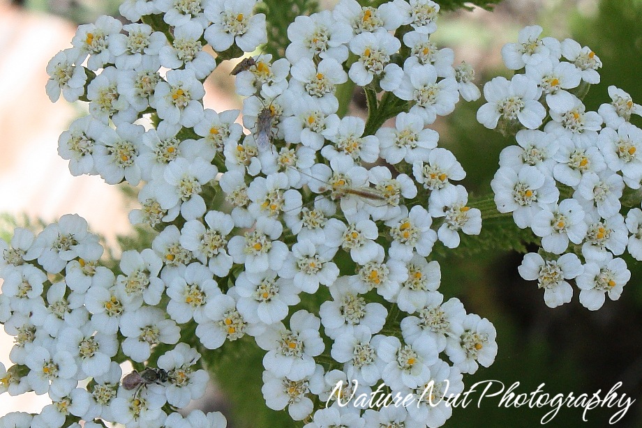 [Yarrow and Critters[4].jpg]