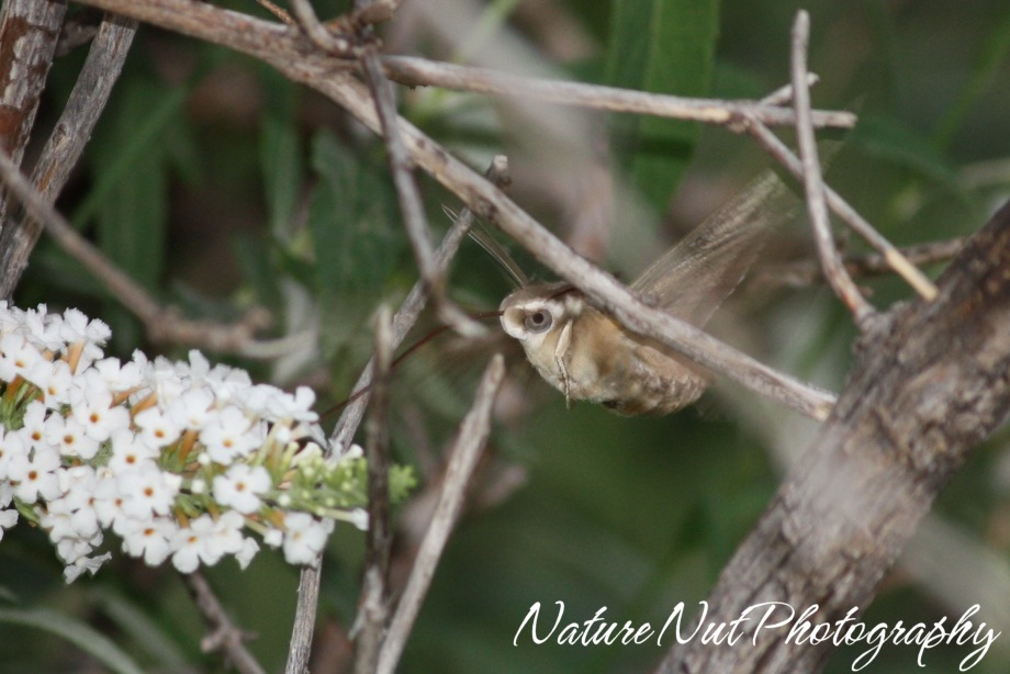[Hummingbird Moth[10].jpg]