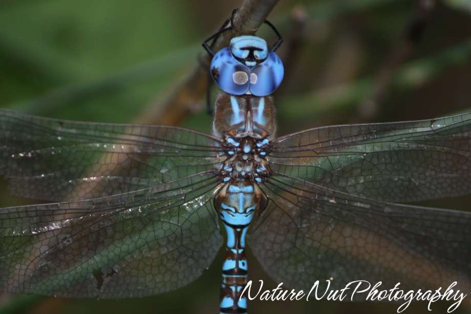 [Blue Darner Dragonfly4[4].jpg]