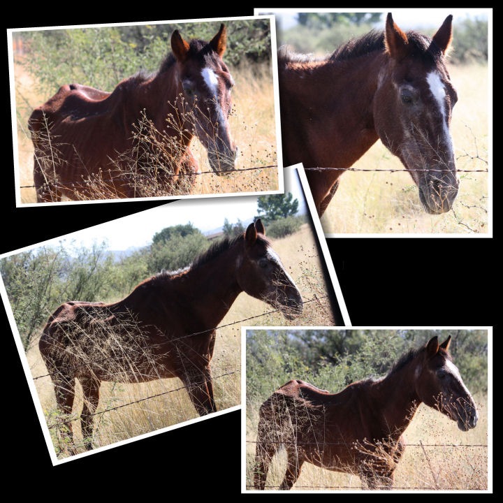 [Horse 20percent[4].jpg]