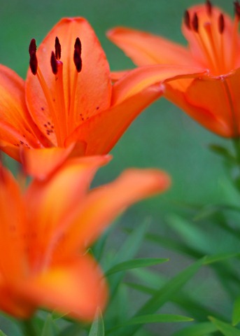 Lily Lily