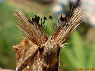 dudusa vethi snellen_lepidoptera_moth_ngengat 25 dudusa vethi snellen_lepidoptera_moth_ngengat 25